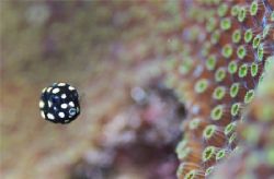 Juvenile Smooth Trunkfish. Bonaire. by Jacques Miller 